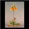 Image 1 : Boehm bird figure. Varied bunting. #481, signed. 22 3/4" $2000-2500