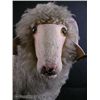 Image 3 : Liberace Owned Stuffed Sheep