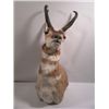 Image 1 : Ace Ventura Antelope's Head
