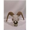 Image 1 : Conan the Barbarian Ram's Skull Prop