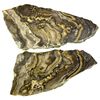 Image 1 : Banded Gold in Chert NV - Humboldt County,2012aug - Mineral Specimens
