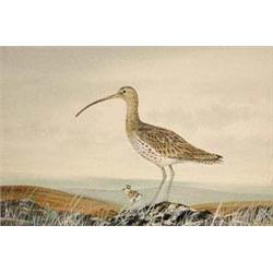 Peter Hayman (20th  century), A Curlew and...