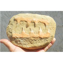 Mososaur Jaw in Matrix