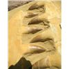 Image 2 : Mososaur Jaw in Matrix