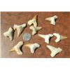 Image 1 : Fossil Sharks Teeth