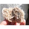 Image 1 : Gypsum Crystal