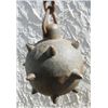 Image 2 : Mace with ball and chain.  Morning Star