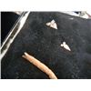 Image 2 : Bird Points