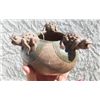 Image 1 : Signed Effigy Frog Pot