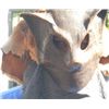 Image 1 : Movie Prop Mask