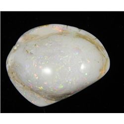 Opalized Fossil Clam Shell Opal Multi-Color 43.5 Ct