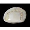 Image 2 : Opalized Fossil Clam Shell Opal Multi-Color 43.5 Ct
