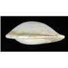 Image 3 : Opalized Fossil Clam Shell Opal Multi-Color 43.5 Ct