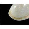 Image 4 : Opalized Fossil Clam Shell Opal Multi-Color 43.5 Ct