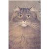 Image 3 : Lot 065_: "Sanborn?" Signed O/C Portrait of a Cat, Ca. 1890
