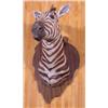 Image 1 : Lot 066_: Zebra Head & Shoulder Mount