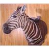 Image 2 : Lot 066_: Zebra Head & Shoulder Mount