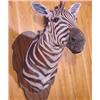 Image 3 : Lot 066_: Zebra Head & Shoulder Mount