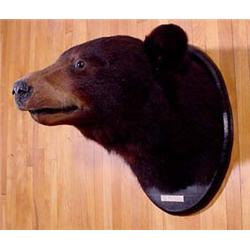 Lot 067_: Black Bear Head Mount