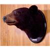 Image 1 : Lot 067_: Black Bear Head Mount