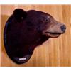 Image 3 : Lot 067_: Black Bear Head Mount