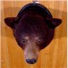 Image 4 : Lot 067_: Black Bear Head Mount