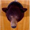 Image 4 : Lot 067_: Black Bear Head Mount