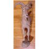 Image 2 : Lot 068_: Mountain Goat 1/3 Body Mount