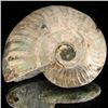Image 1 : 205ct Opalized Ammonite (MIN-002110)