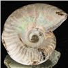 Image 2 : 205ct Opalized Ammonite (MIN-002110)