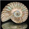 Image 1 : 95ct Opalized Ammonite (MIN-002074)