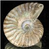Image 2 : 95ct Opalized Ammonite (MIN-002074)