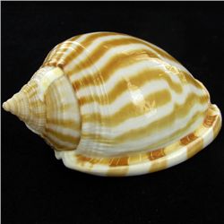 Scarce Collectible Cassis Strigatum Shell (SHL-000070)