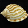 Image 1 : Scarce Collectible Cassis Strigatum Shell (SHL-000070)