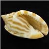 Image 2 : Scarce Collectible Cassis Strigatum Shell (SHL-000070)