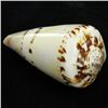 Image 1 : Scarce Collectible Polished Conus Capitaneus Shell (SHL-000105)