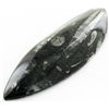 Image 1 : 94gm Polished Orthoceras Large Fossil (MIN-001948)