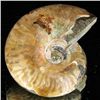 Image 2 : 155ct Opalized Ammonite (MIN-002150)