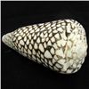 Image 1 : Scarce Collectible Conus Marmoreus Shell (SHL-000054)