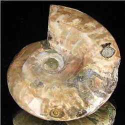 380ct RARE Large Opalized Ammonite Fully Intact Prehistoric (MIN-001342)