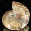 Image 1 : 380ct RARE Large Opalized Ammonite Fully Intact Prehistoric (MIN-001342)