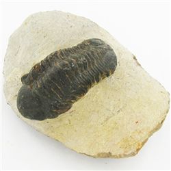 424gm Preserved Tribolite Fossil On Base Material (MIN-002062)