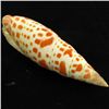 Image 1 : Scarce Collectible Mitra Mitra Shell (SHL-000096)