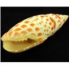 Image 2 : Scarce Collectible Mitra Mitra Shell (SHL-000096)