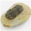 Image 1 : 269gm Preserved Tribolite Fossil On Base Material (MIN-002041)