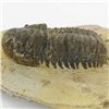 Image 2 : 269gm Preserved Tribolite Fossil On Base Material (MIN-002041)