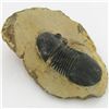 Image 1 : 392gm Preserved Tribolite Fossil On Base Material (MIN-002054)