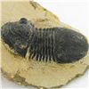 Image 2 : 392gm Preserved Tribolite Fossil On Base Material (MIN-002054)