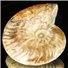 Image 1 : 480ct RARE Large Opalized Ammonite Fully Intact Prehistoric (MIN-001334)