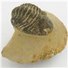 Image 1 : 273gm Preserved Tribolite Fossil On Base Material (MIN-002039)